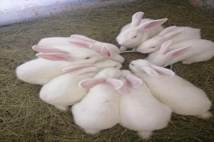 Viande de lapin from Afrique du Sud